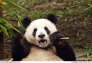 Chengdu: Home of the Giant Panda