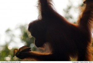 Wild Encounter: Seeing Orangutans in Borneo