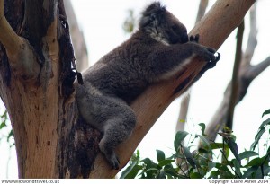 The Lazy Koala