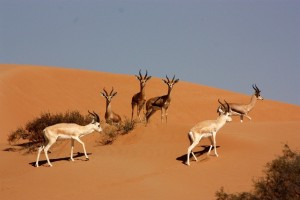 dubai-desert-conservation-reserve