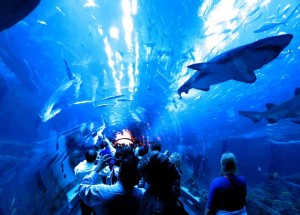 dubai-aquarium